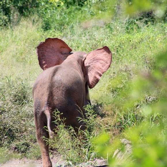 ♥️🐘A Portion Of my Sales Support Orphan Elephants - Picture 4 of 10